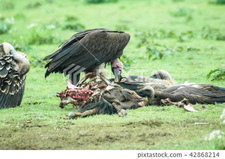 Vultures feeding on a kill 42868214