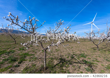 windmills 42868216