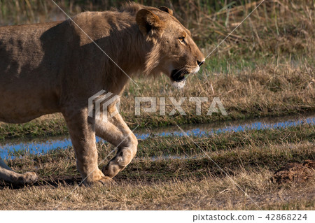 Lioness in Botswana 42868224