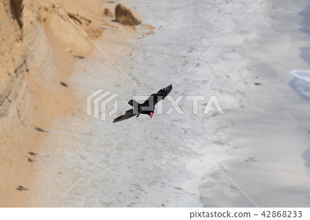 andean condor in flight 42868233