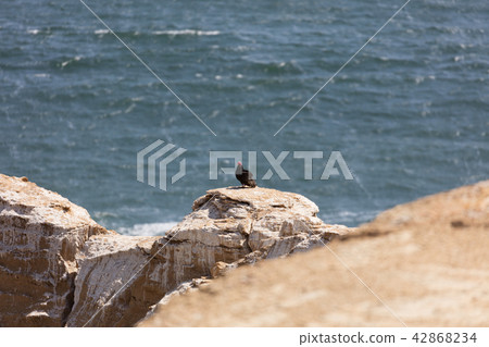 andean condor in flight 42868234