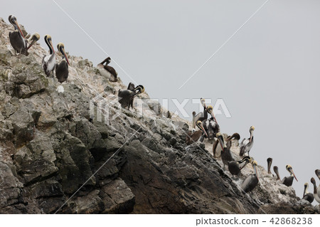 ballestas, desiccated, ecosystem 42868238