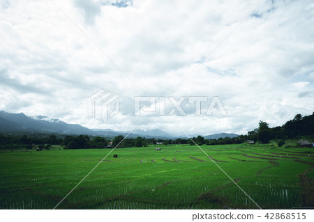 Rice Fields in the rainy season  42868515