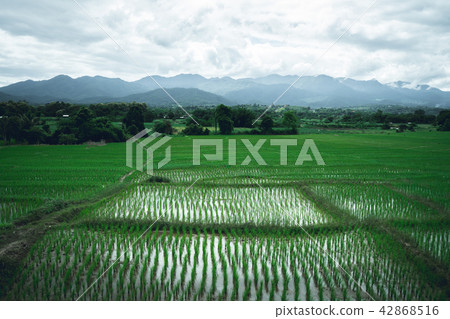 Rice Fields in the rainy season  42868516