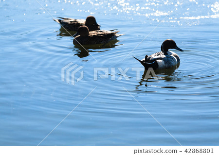 A waterside bird 42868801