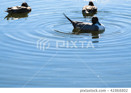 A waterside bird 42868802
