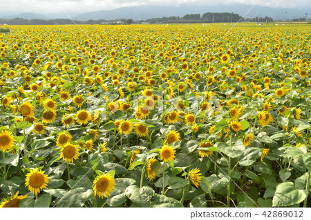 Sunflower field 42869012