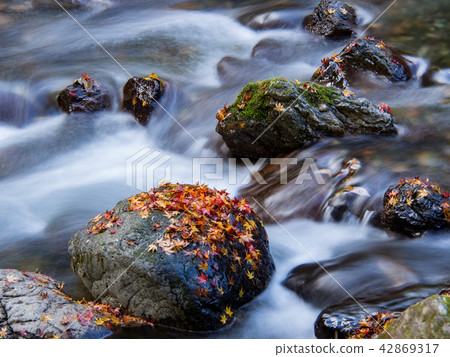 Fallen leaves of the Kiryu River 42869317