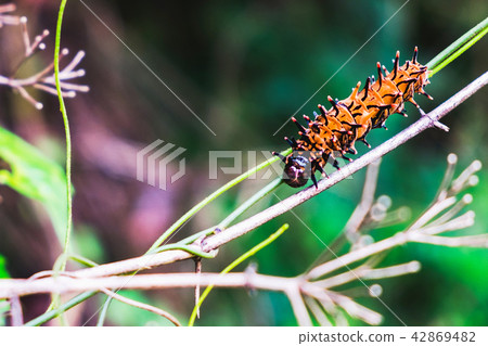 Macro view of orange and black caterpillar  42869482