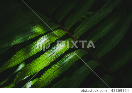 Sunshine on the sword fern Sunshine on the sword fern 42869564
