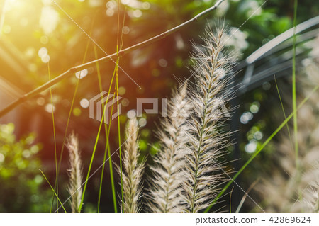 Fountain Grass with morning sun Fountain Grass with morning sun 42869624