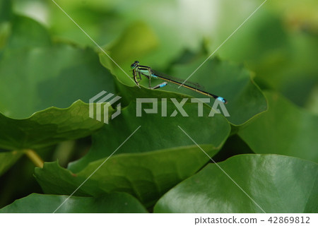 Ititombo cannibalism 42869812