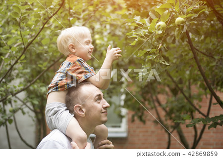 Father and the little son are harvesting apples Father and the little son are harvesting apples 42869859