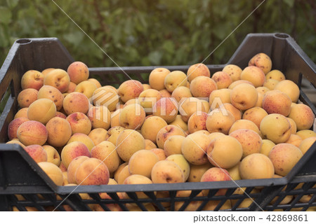 Box of ripe apricot. Close-up Box of ripe apricot. Close-up 42869861