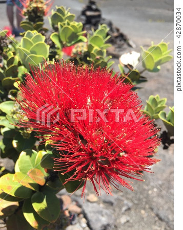 樂華花 樂華花 42870034