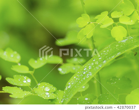 綠葉和滴 42870037