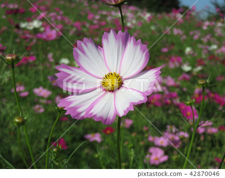 粉紅色的宇宙 粉紅色的宇宙 42870046