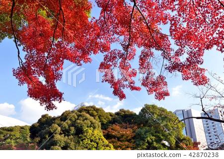 小石川後樂園的楓樹 42870238