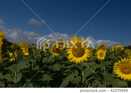 向日葵 向日葵 42870998
