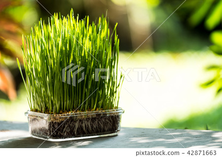 Wheat grass 42871663