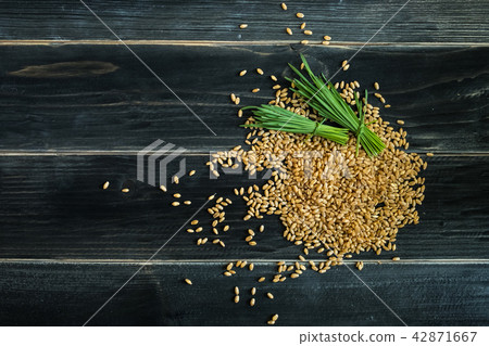 Wheat grass 42871667
