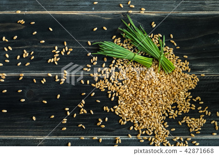 Wheat grass 42871668