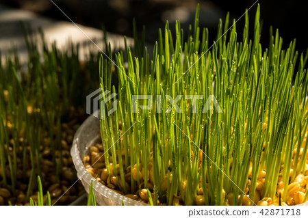 Wheat grass 42871718