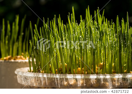 Wheat grass 42871722