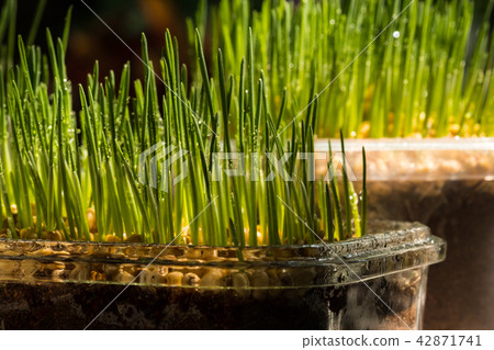 Wheat grass 42871741