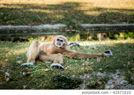 White-Handed Gibbon 42871820