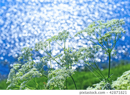 Wild-growing plant cow parsnip Siberian in natural conditions over the river Ob 42871821