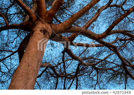 Big Tree Big Tree 42871849