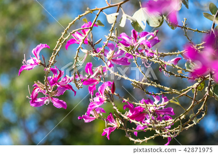 Bauhinia Bauhinia 42871975