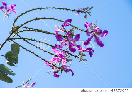 Bauhinia Bauhinia 42872005