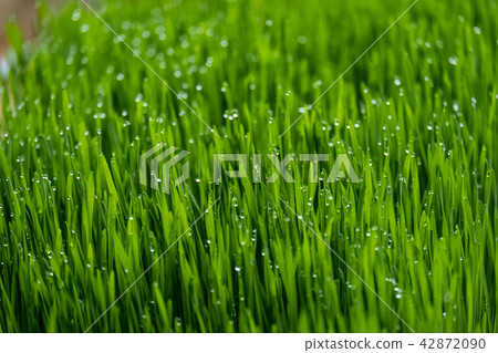 Wheat grass Wheat grass 42872090