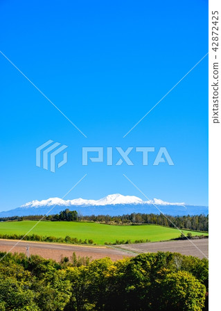 美瑛和富良野之旅 42872425