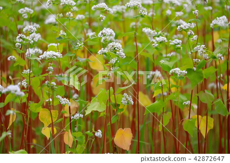 蕎麥花 42872647