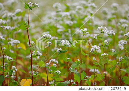 蕎麥花 蕎麥花 42872649