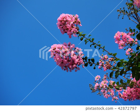 Flower of crape mybs 42872797