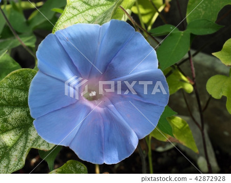 牽牛花花 牽牛花花 42872928