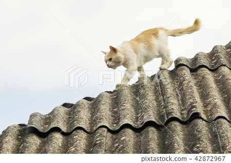 white ginger serious cat on the roof 42872967