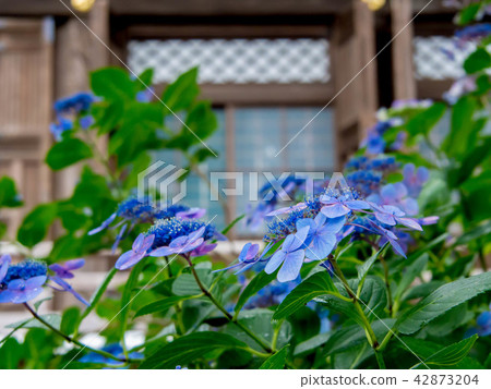 區內的繡球花 42873204
