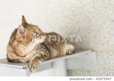 tabby cat sit 42873947