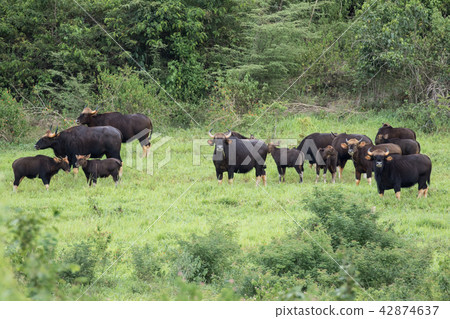 Gaurs are among the largest living land animals Gaurs are among the largest living land animals 42874637