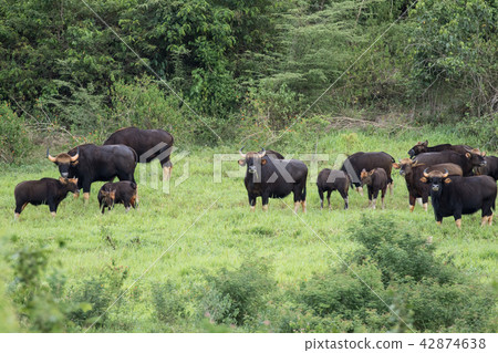 Gaurs are among the largest living land animals 42874638