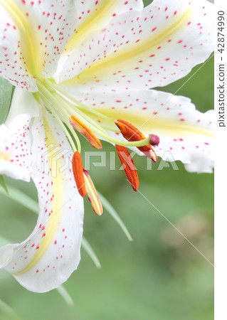 野百合 野百合 42874990