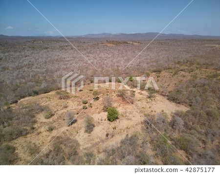 Dry tropical forest landscape 42875177