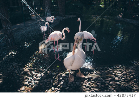 flamingo at the zoo: pink birds on the pond 42875417