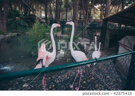 flamingo at the zoo: pink birds on the pond 42875418