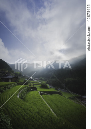 Hyogo ken - Rice Terraced Rice Terrace Hyogo ken - Rice Terraced Rice Terrace 42875423